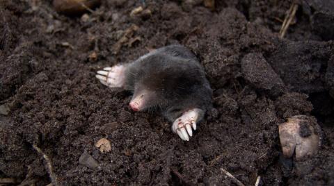 Mole emerging from the soil