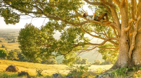 Take time out to enjoy a tree. Photo by Rob Mulally - Unsplash.com Man lying on the branch of an old tree