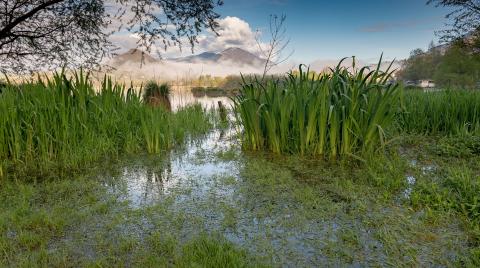 Green Marsh with blue sky