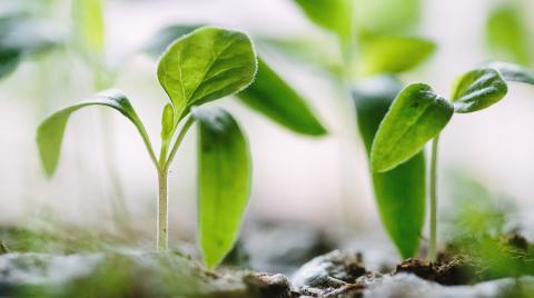 Saplings growing from the soil