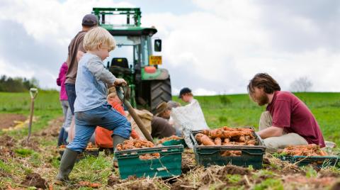Child helping farm carrots with a tractor in the background.  Credit: Community Supported Agriculture (CSA) Network UK and Canalside Community Food