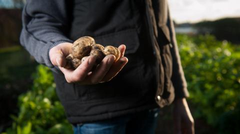 Person holding a handful of potatoes with a farm in the background