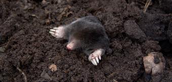 Mole emerging from the soil