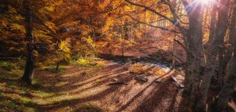 Sunlight breaking through forest trees in autumn