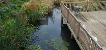 Natural pond surrounded by decking area with buildings in the background