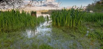 Green Marsh with blue sky