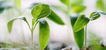 Saplings growing from the soil