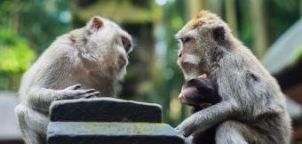 Two monkeys looking like they are having a conversation.