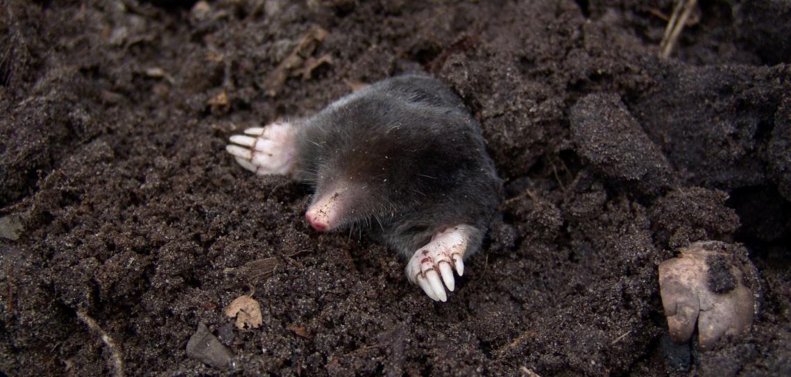 Moles are fantastic soil improvers, if they're not on your lawn, obviously Credit: Beeki on pixabay.com https://pixabay.com/photos/mole-nature-animals-molehills-13298/ Mole emerging from the soil