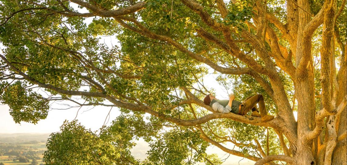 Take time out to enjoy a tree. Photo by Rob Mulally - Unsplash.com Man lying on the branch of an old tree