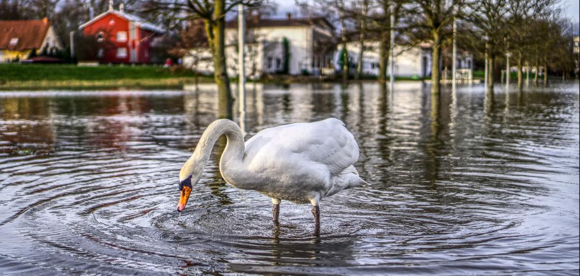 Swan in flooded street