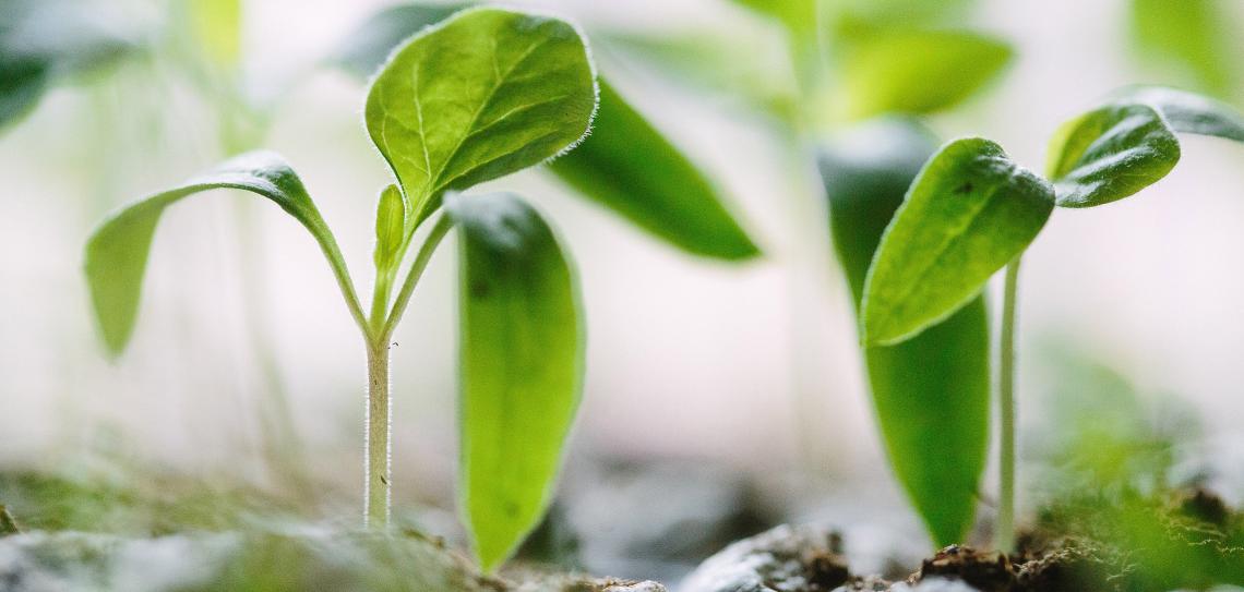 Saplings growing from the soil