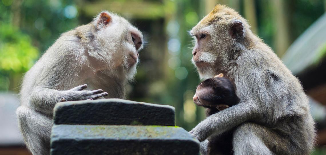 Two monkeys looking like they are having a conversation.