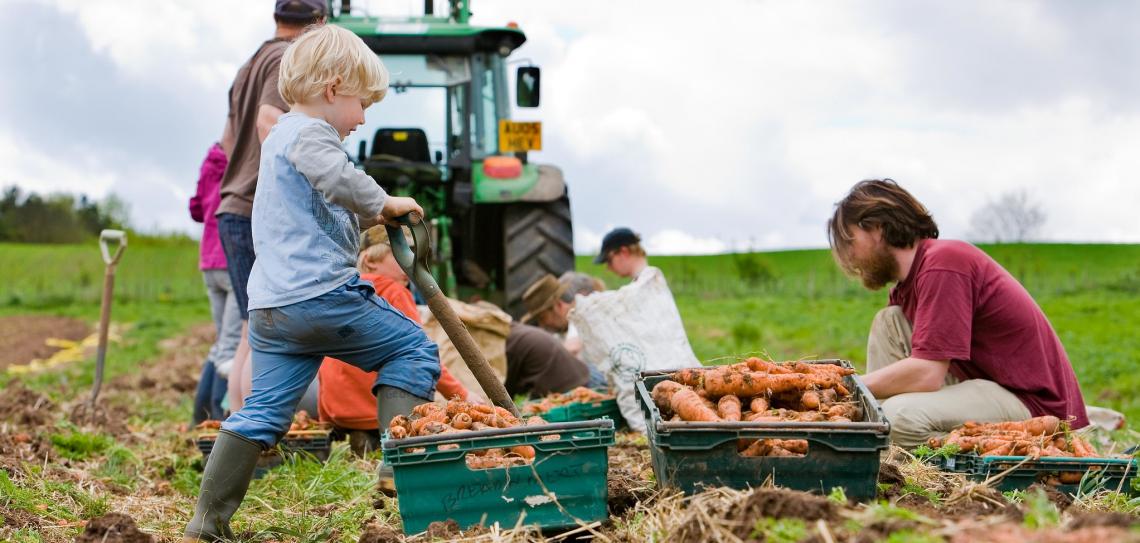 Child helping farm carrots with a tractor in the background.  Credit: Community Supported Agriculture (CSA) Network UK and Canalside Community Food