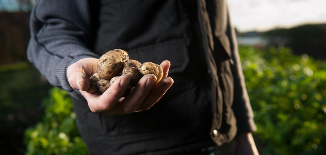 Person holding a handful of potatoes with a farm in the background