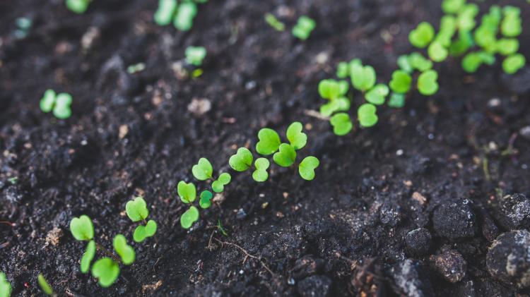 Cover crops are an ideal way to protect soil health. Credit: kaboompics - unsplash.com Tiny seedlings in the ground.