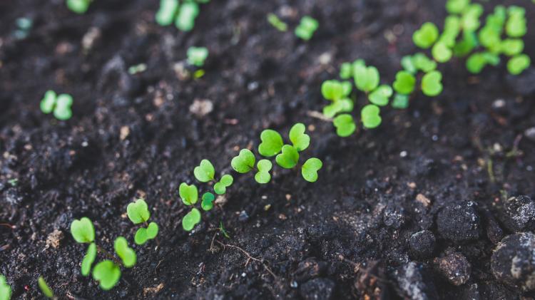 Tiny seedlings in the ground. 