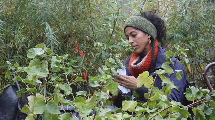 Woman examining currant bush in a forest garden in Manchester, UK