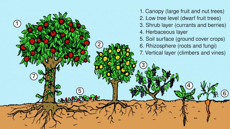 Forest gardens in temperate climates usually consist of seven layers. Photo: Graham Burnett Diagram showing the seven layers of a forest garden