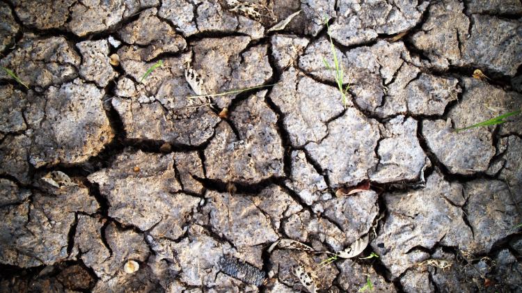 Patch of dried, cracked earth