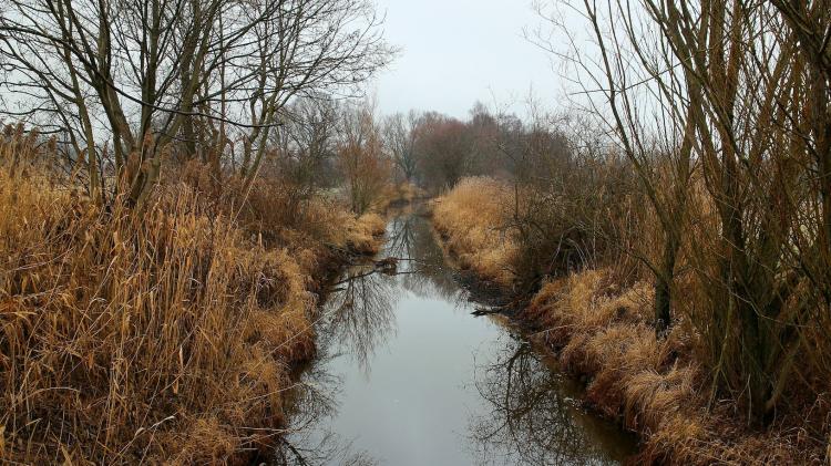 Drainage ditch surrounded by trees