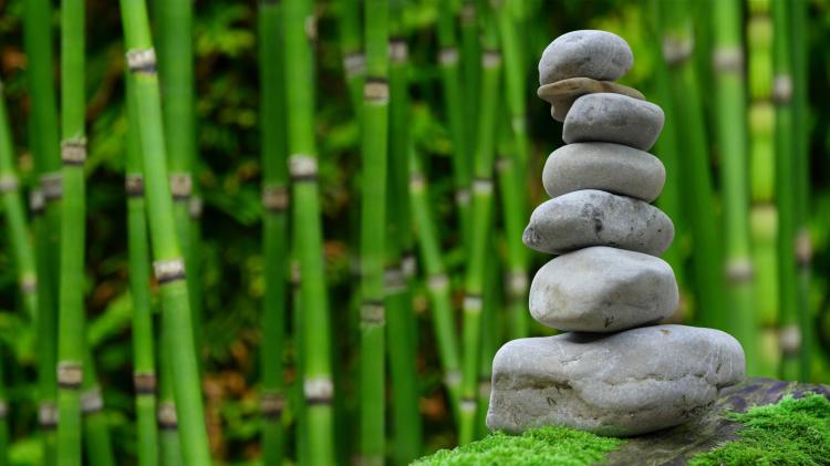 Bamboo growing with balancing stones