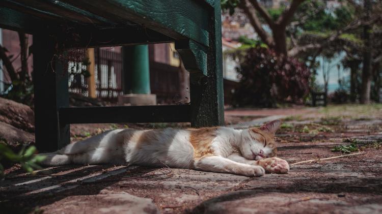 Cat taking a nap under a bench.