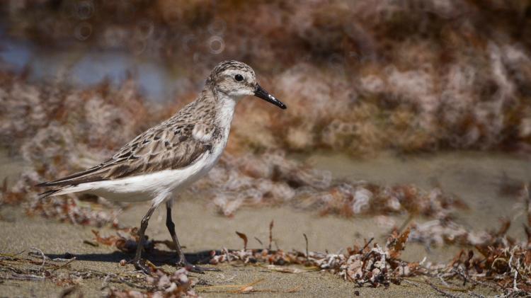 Coastal wetlands provide habitat for many threatened and endangered species. Photo: Michelle Cintron - unsplash.com Wetland bird on shore of an estuary.