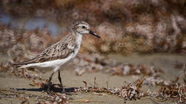 Wetland bird on shore of an estuary.