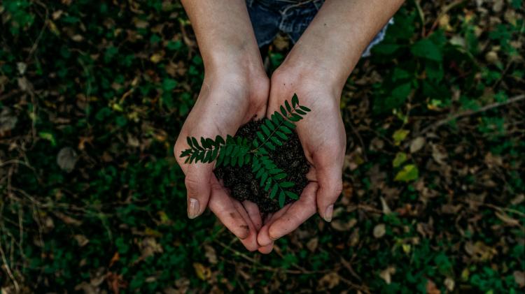 Two hands holding soil with a sapling in the middle.