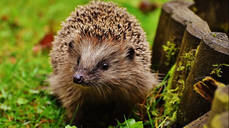 Hedgehog next to compost